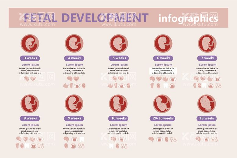 编号：44613112111553324203【酷图网】源文件下载-胎儿发育过程信息图