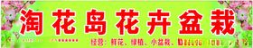 淘花岛盆栽