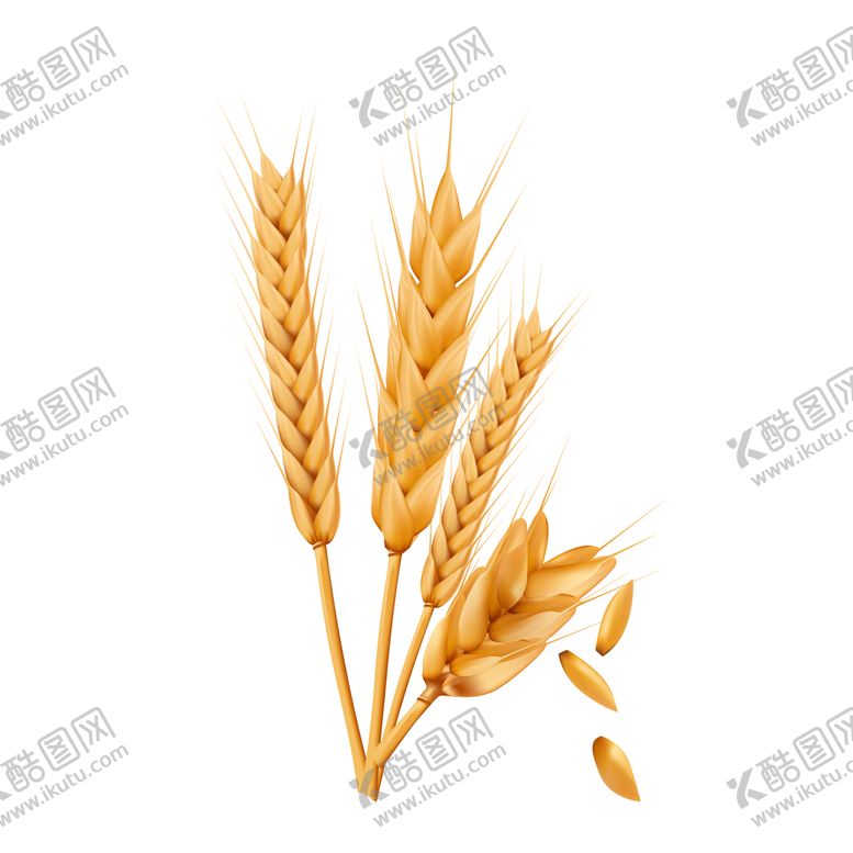 编号：28457609121455319763【酷图网】源文件下载-麦穗