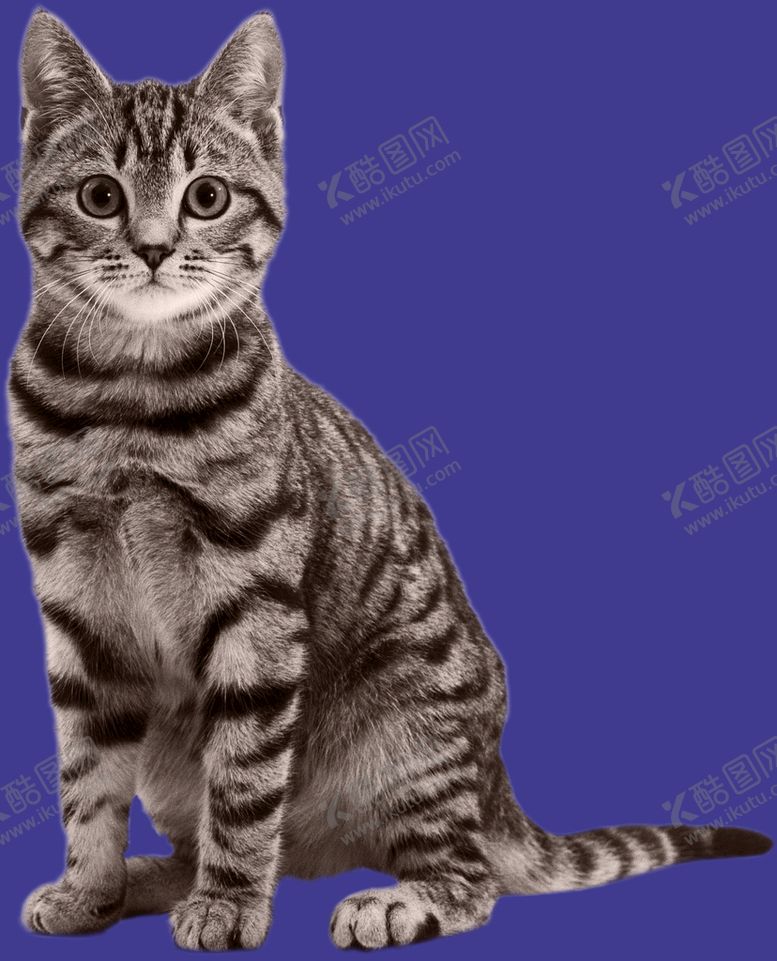 编号：98150709260707104397【酷图网】源文件下载-猫咪