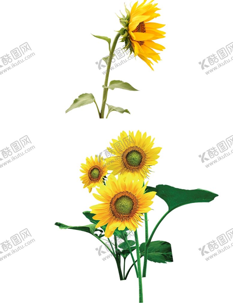 编号：20893909240226555763【酷图网】源文件下载-向日葵