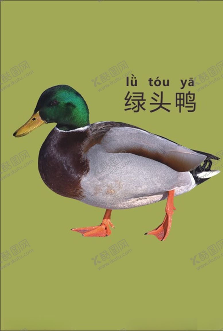 编号：89187303230219478502【酷图网】源文件下载-绿头鸭绘本