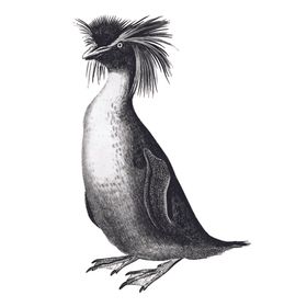 鸟类插画