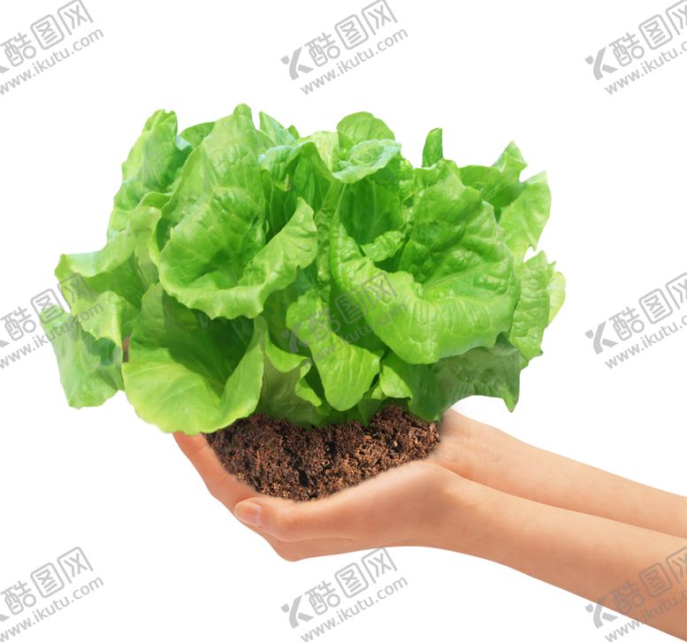 编号：67881006290738409115【酷图网】源文件下载-绿色装饰