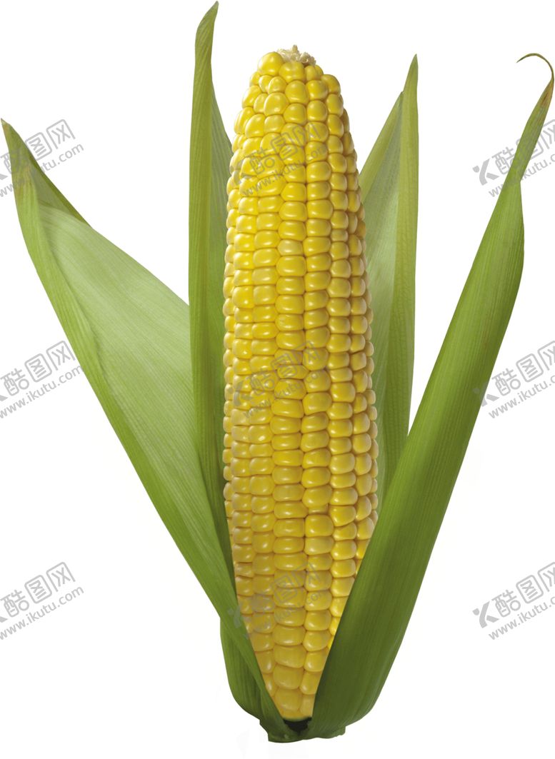 编号：28568209251510465927【酷图网】源文件下载-玉米剥开图片