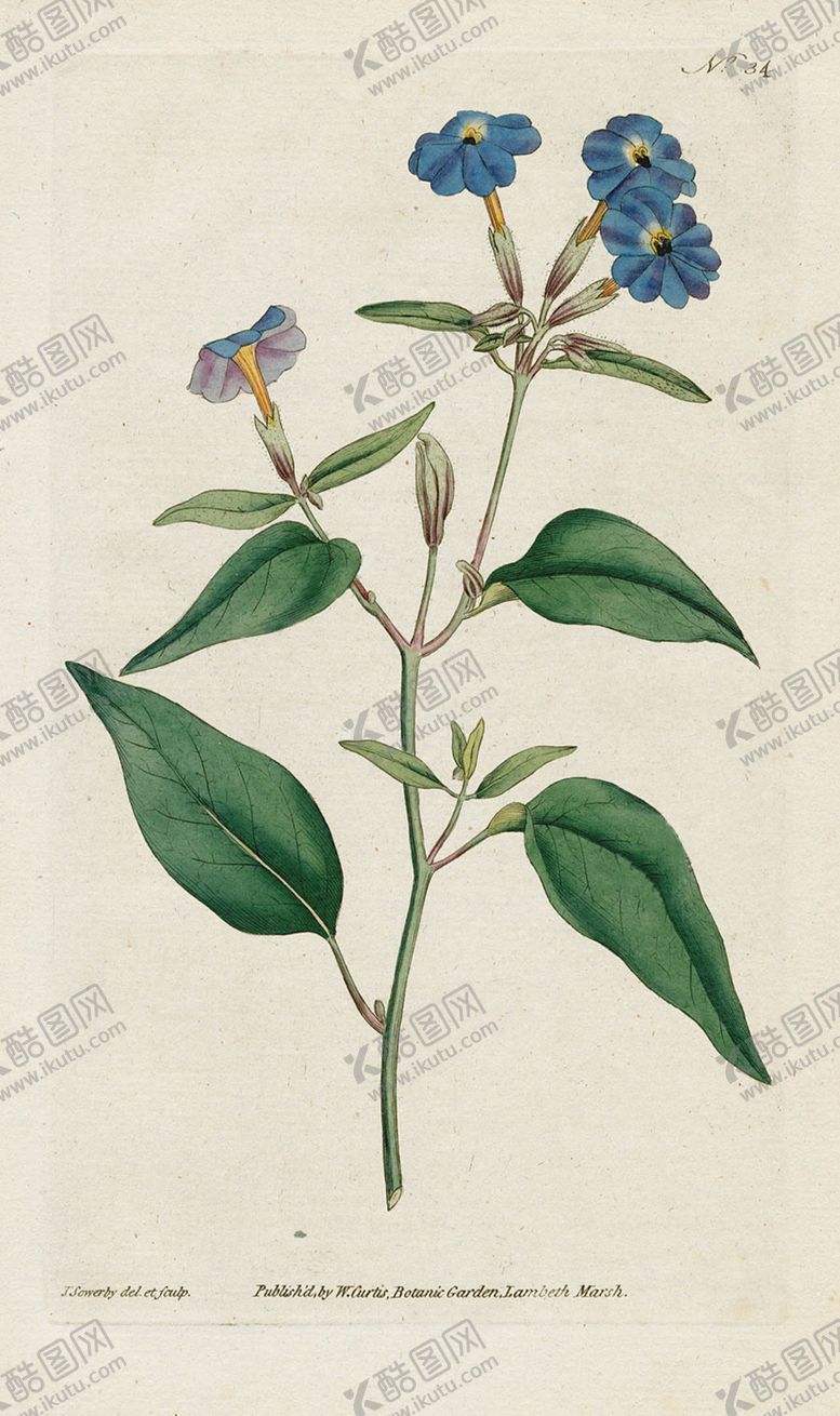 编号：29289805190926314915【酷图网】源文件下载-欧式复古色调花朵植物