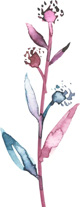 花朵花卉植物手绘插画