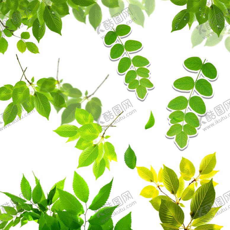 编号：87511510121511242131【酷图网】源文件下载-树叶