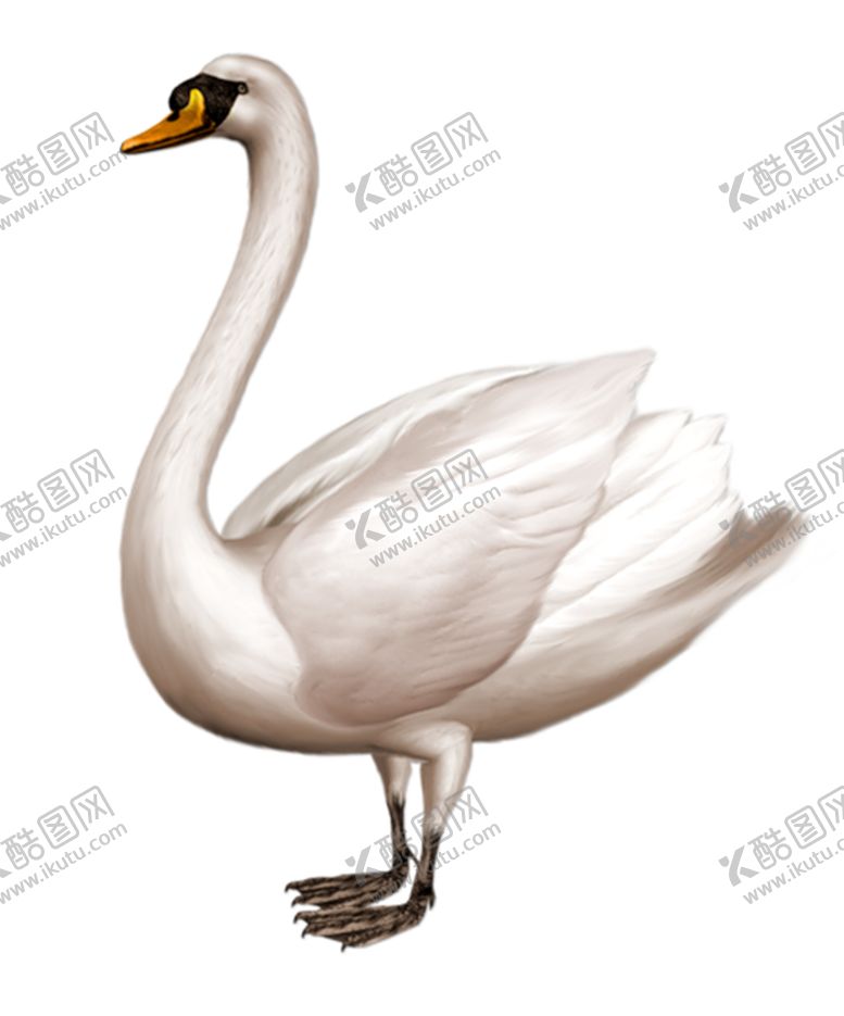 编号：95466604202219064798【酷图网】源文件下载-天鹅