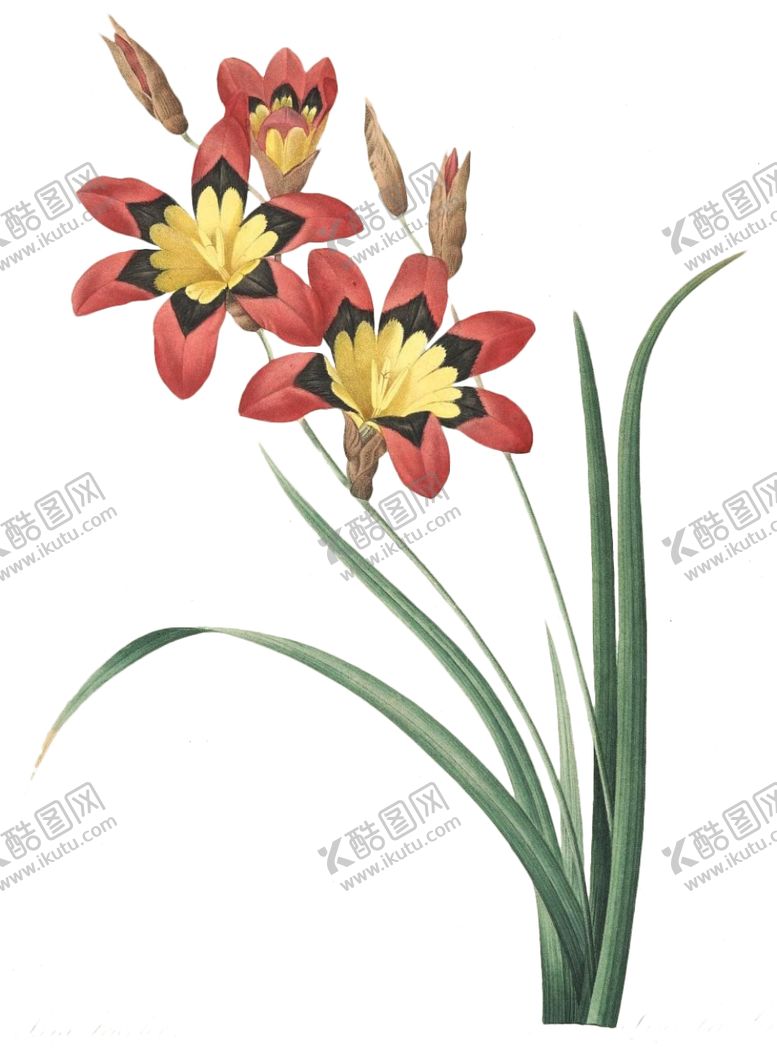 编号：91721606282138339033【酷图网】源文件下载-复古花