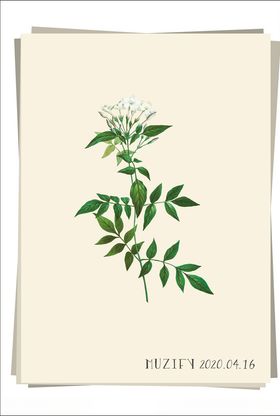 白色茉莉花EPS字体样机