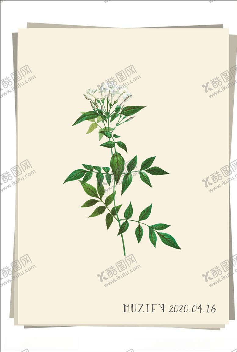 编号：69120110250256282079【酷图网】源文件下载-白色茉莉花植物图鉴