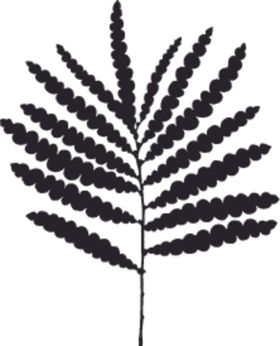 植物系列树叶