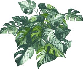绿植水彩插画