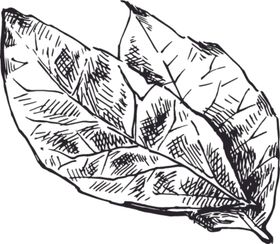 素描鲜花