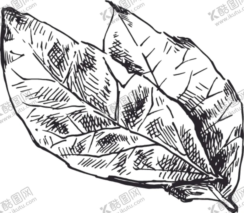编号：77999406301346348875【酷图网】源文件下载-素描鲜花
