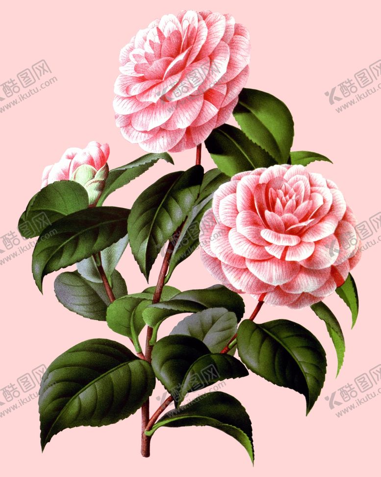 编号：82836707010246518382【酷图网】源文件下载-花卉植