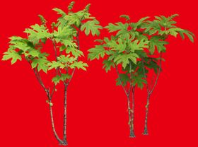 分层花
