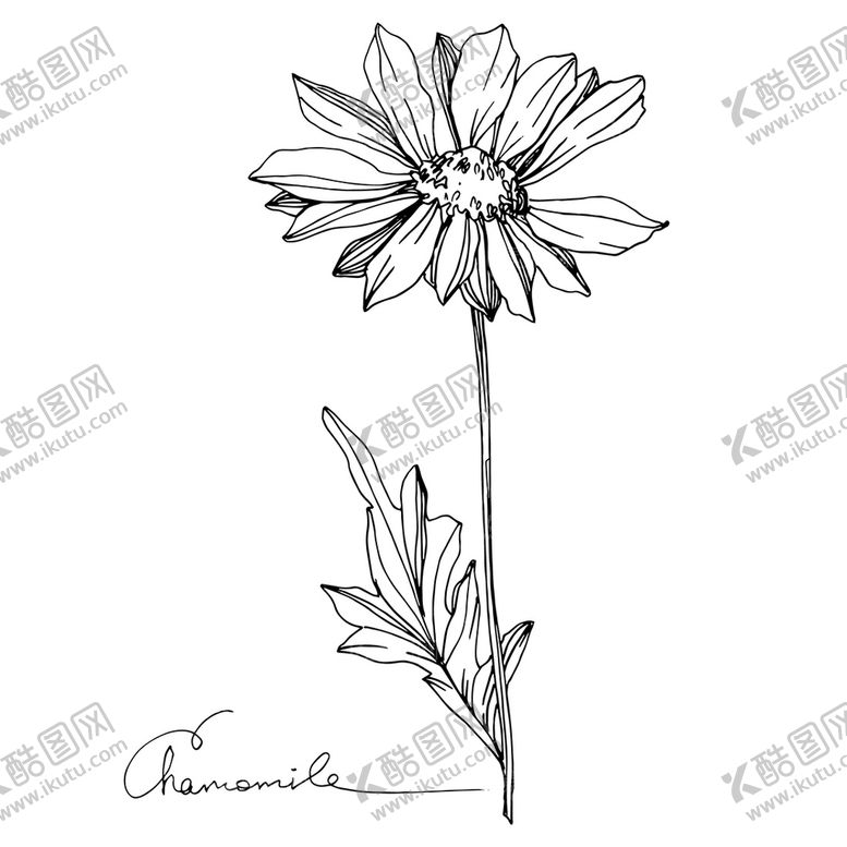 编号：28106410080952373270【酷图网】源文件下载-菊花白描速写    