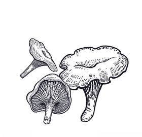 蘑菇