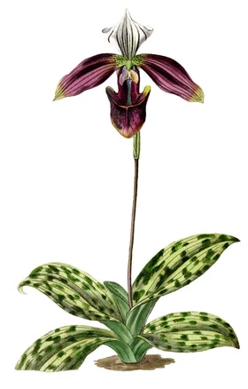 手绘复古花卉水墨素材经典插画
