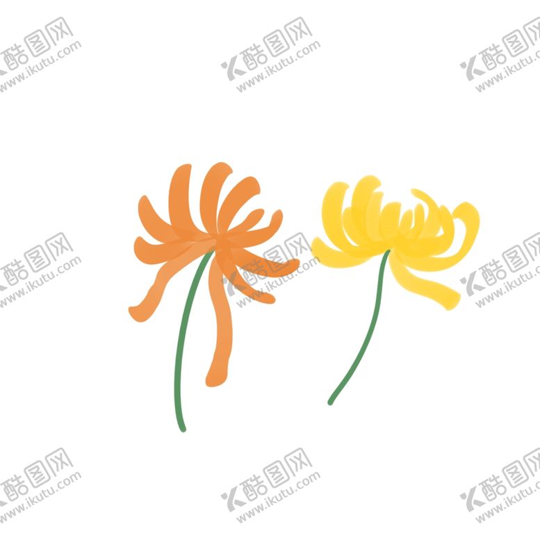编号：72292805061330544300【酷图网】源文件下载-菊花