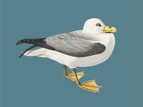 鸟类插画