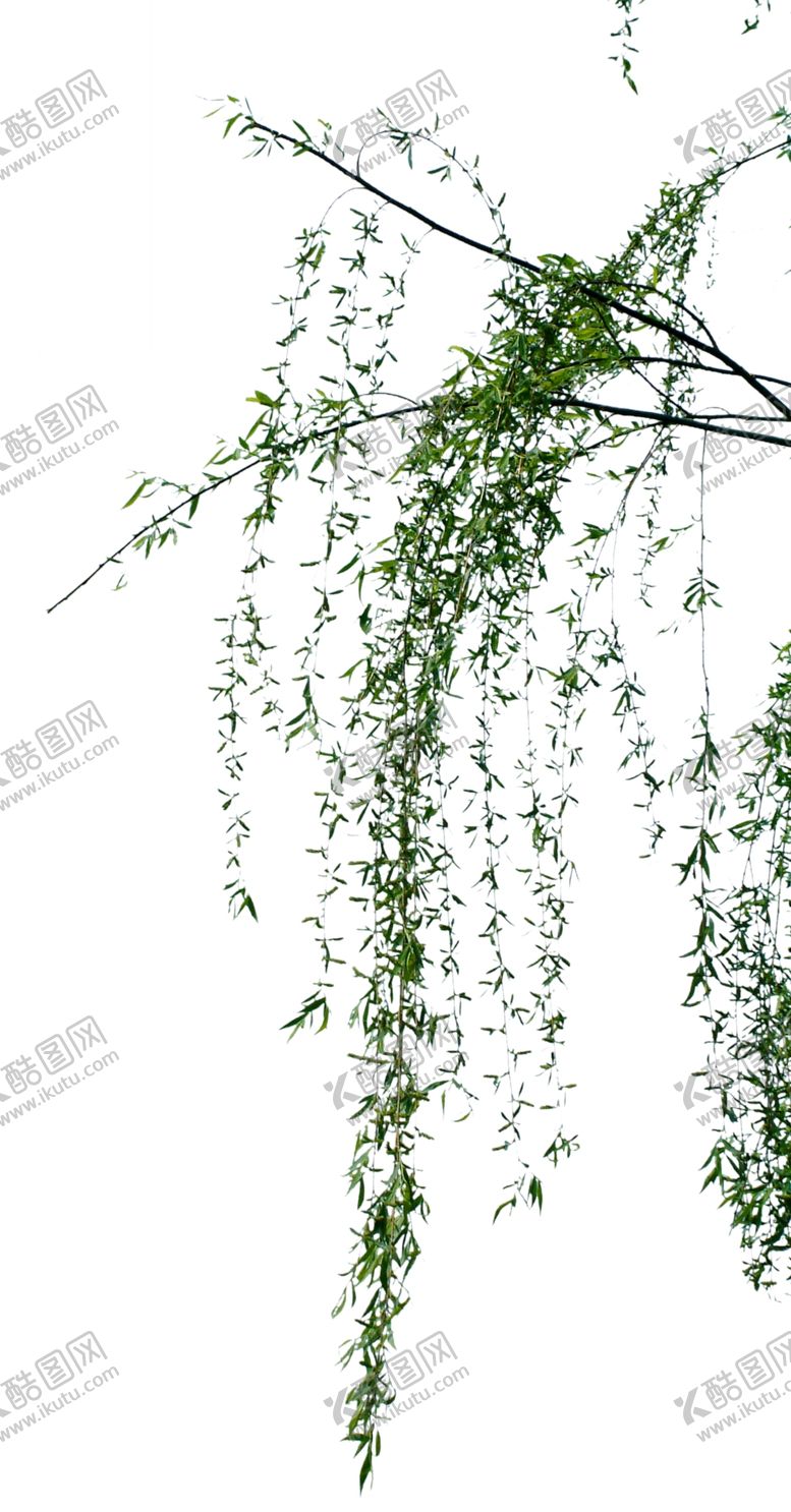 编号：49131010011336336398【酷图网】源文件下载-柳树稍