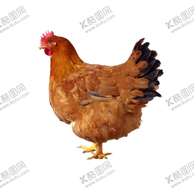 编号：98623010010247595139【酷图网】源文件下载-母鸡