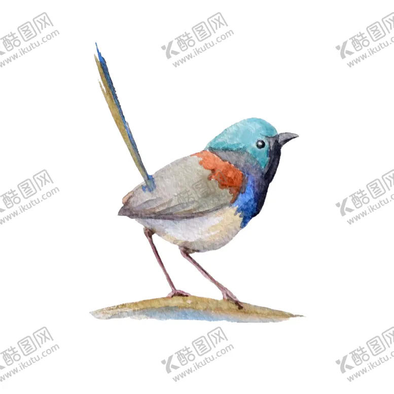 编号：51638809110230399637【酷图网】源文件下载-鹧鸪鸟