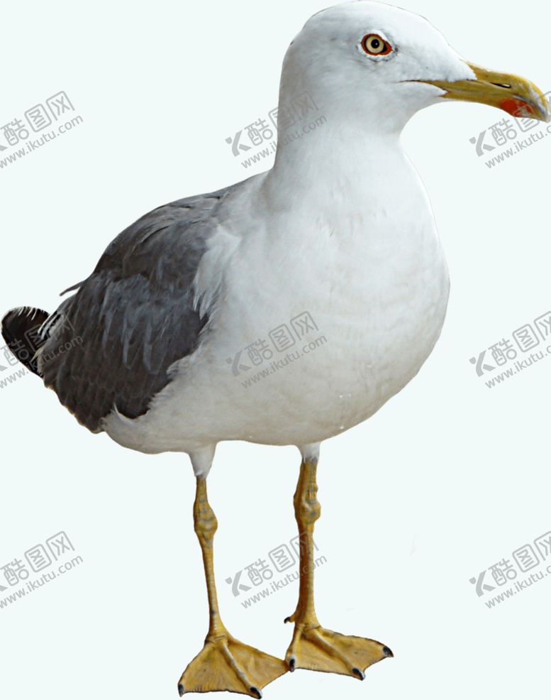 编号：38729609211328577153【酷图网】源文件下载-海鸥