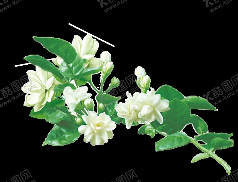 编号：57582310240925464073【酷图网】源文件下载-茉莉花插画海报图片 