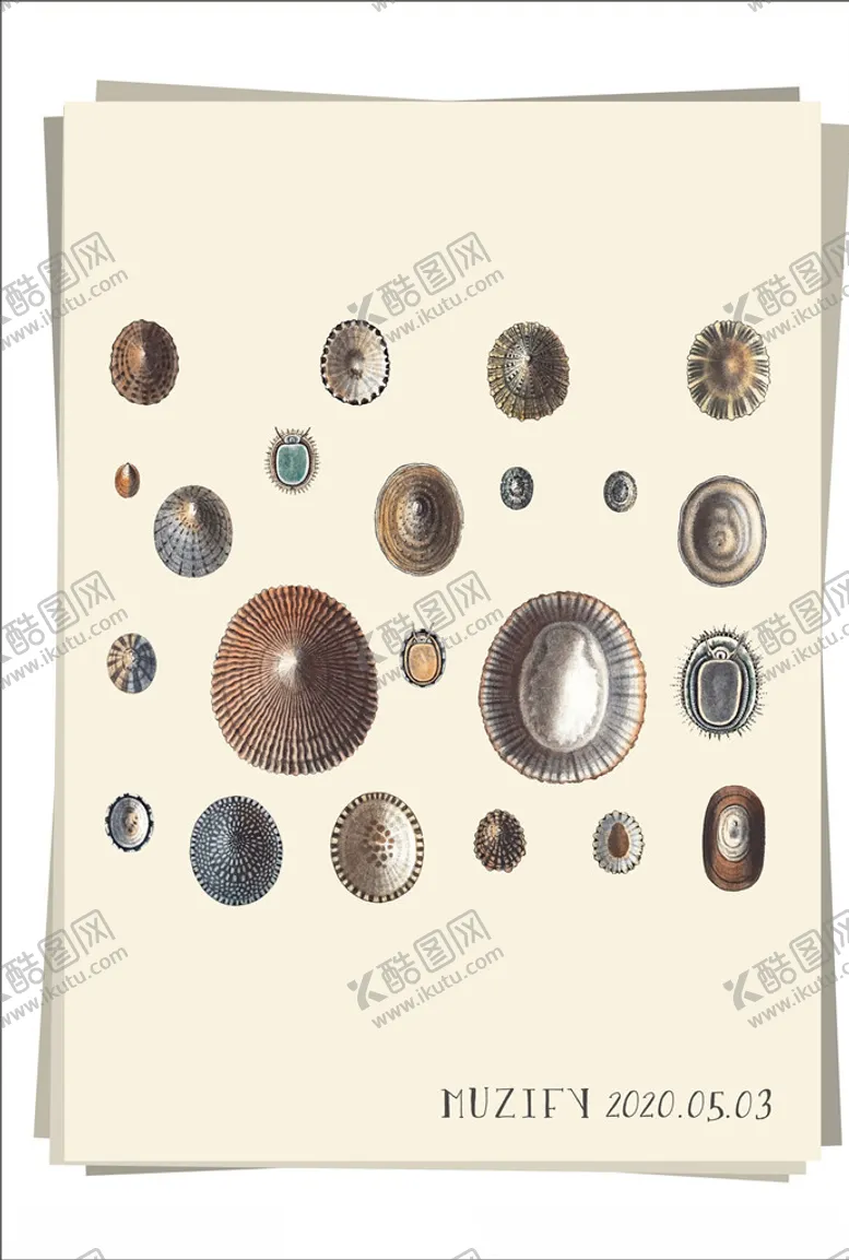 编号：10652709101918009288【酷图网】源文件下载-海贝壳海洋生物图鉴