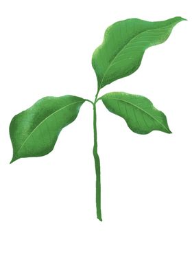 手绘植物叶子滴水观音