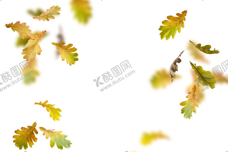 编号：47941109290120149615【酷图网】源文件下载-枫叶