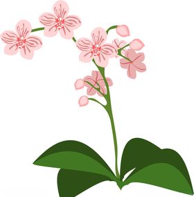 矢量蝴蝶兰