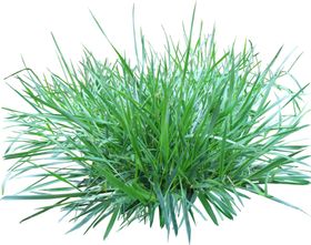 青草小草