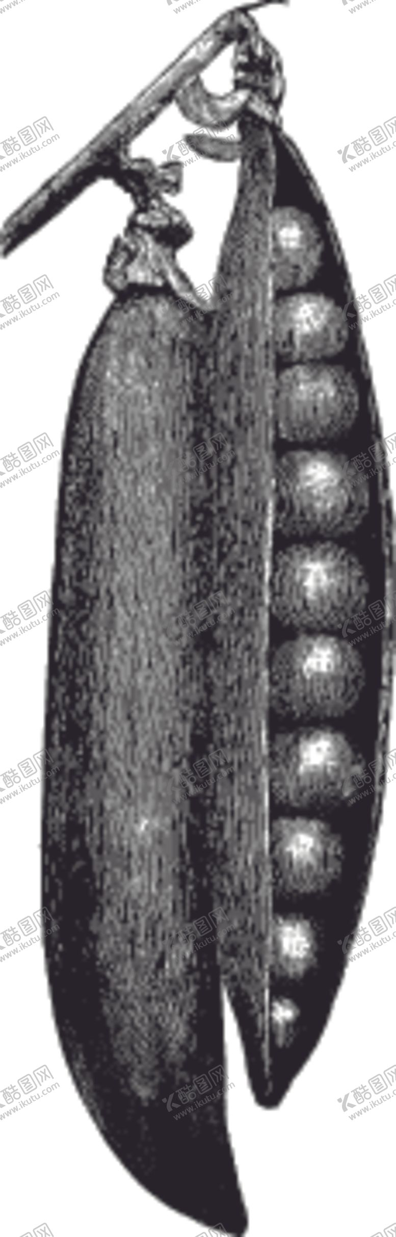 编号：73916910112342333012【酷图网】源文件下载-素描手绘蔬菜