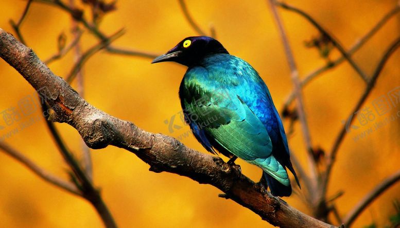 编号：47725809192000212014【酷图网】源文件下载-鸟摄影小鸟蓝色小鸟摄影