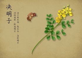 菊花决明子茶