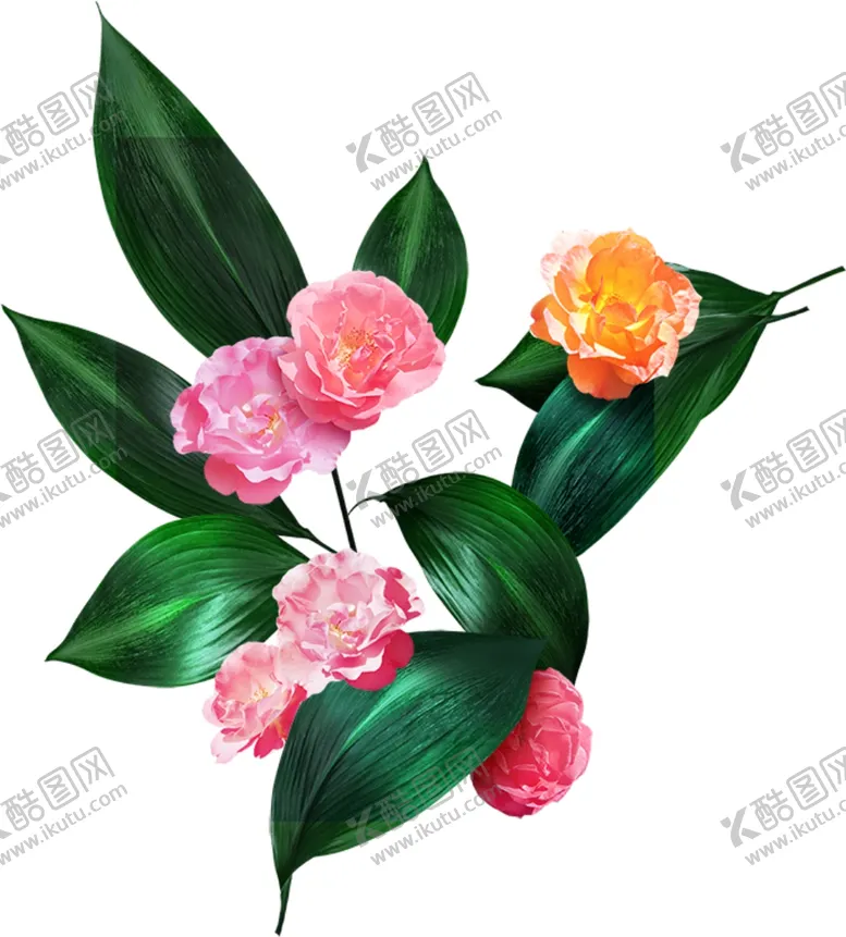 编号：70889006262135377717【酷图网】源文件下载-山茶花