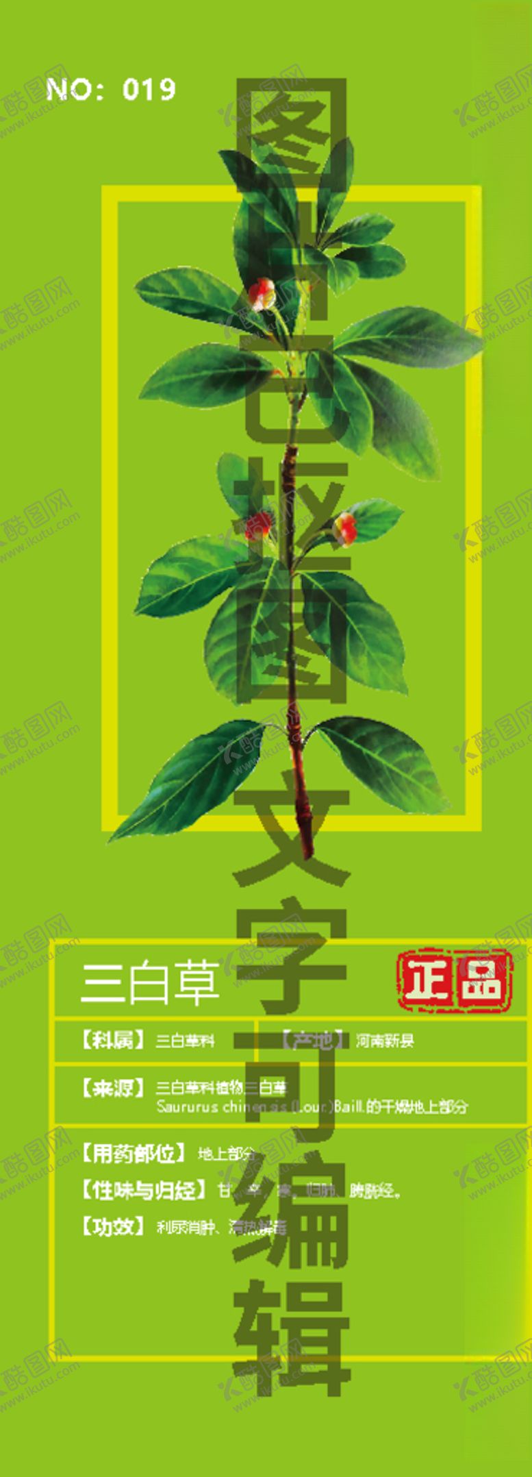 编号：10033105101048582676【酷图网】源文件下载-三白草