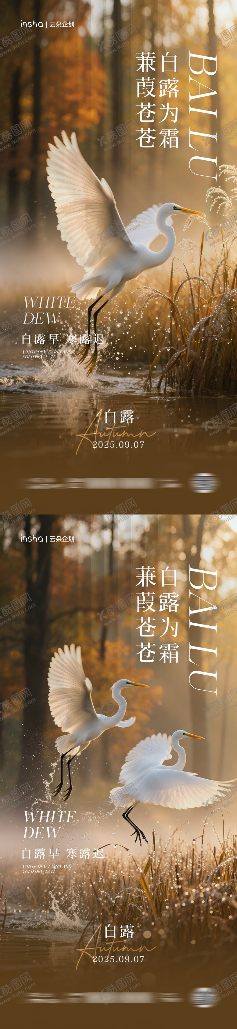 编号：46029109061719158352【酷图网】源文件下载-白露节气海报