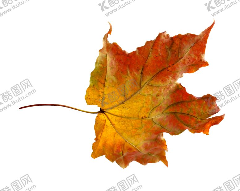 编号：50077809182139001352【酷图网】源文件下载-枫叶