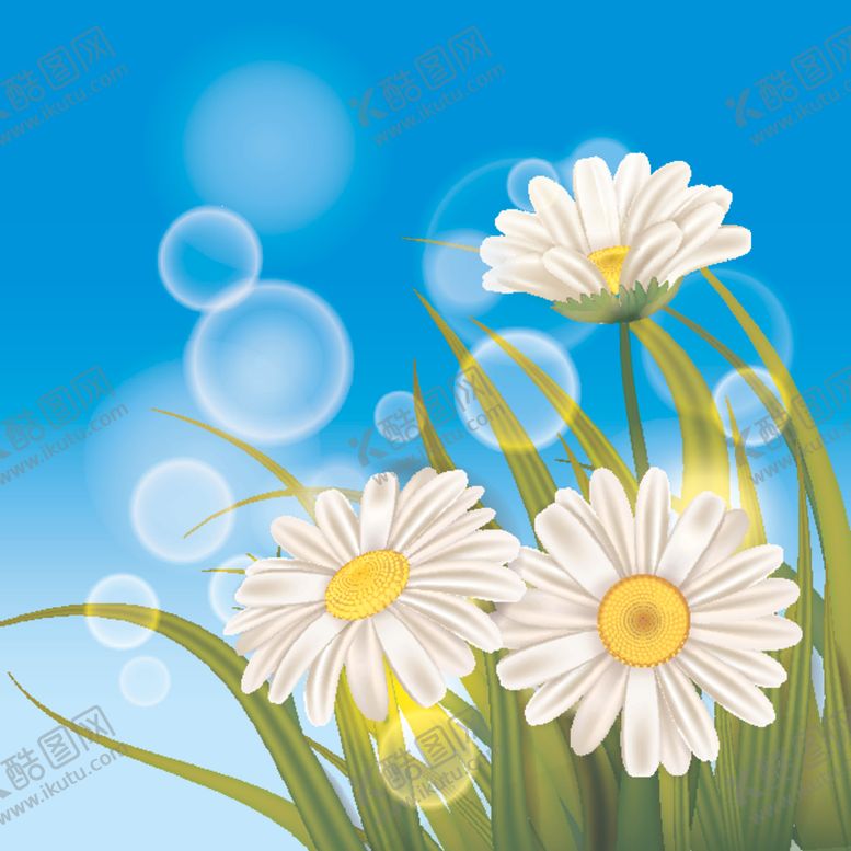 编号：62593909160309242235【酷图网】源文件下载-雏菊