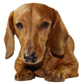 腊肠犬