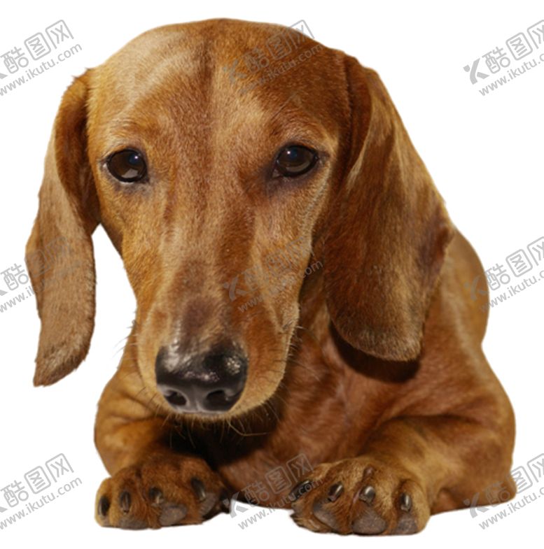 编号：98173405180832071953【酷图网】源文件下载-腊肠犬