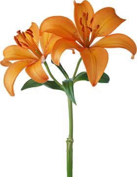 百合