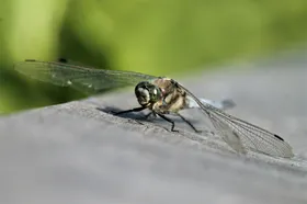 蜻蜓