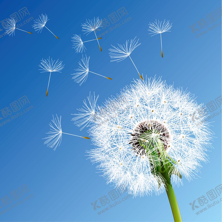 编号：82513709241316020679【酷图网】源文件下载-蒲公英